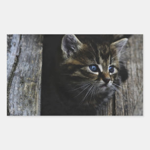 Kat blauwe ogen rechthoekige sticker