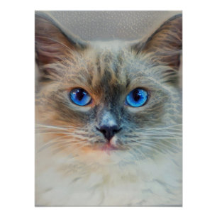 Kat-blauwe ogen van Siamese Perfect Poster