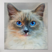 Kat-blauwe ogen van Siamese Poster (Voorkant)