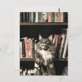 Kat Boekenplank Boekenkast Postcross Briefkaart (Voorkant / Achterkant)