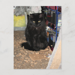 Kat Briefkaart