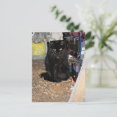 Kat Briefkaart (Staand voorkant)