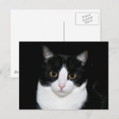 Kat Briefkaart (Voorkant / Achterkant)