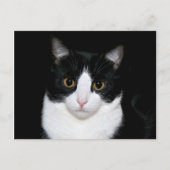 Kat Briefkaart (Voorkant)