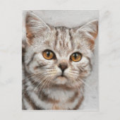 kat briefkaart (Voorkant)