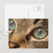 kat briefkaart (Voorkant / Achterkant)