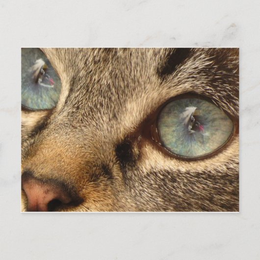 kat briefkaart (Voorkant)