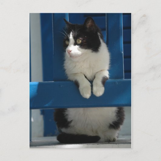 Kat Briefkaart (Voorkant)