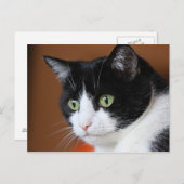 Kat Briefkaart (Voorkant / Achterkant)