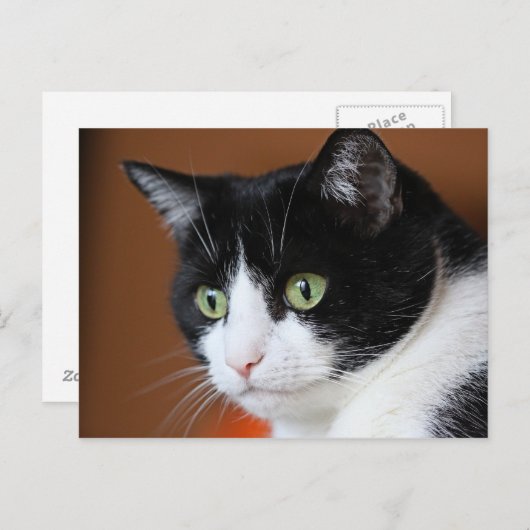 Kat Briefkaart (Voorkant / Achterkant)