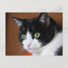Kat Briefkaart