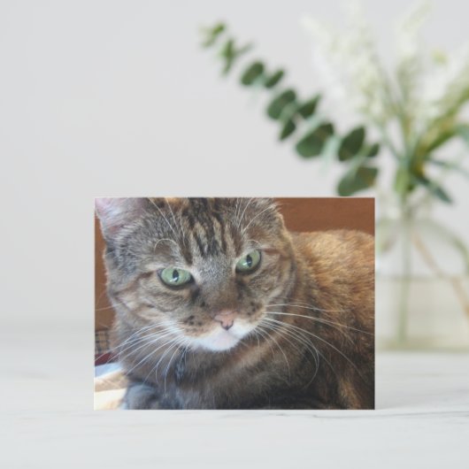 Kat Briefkaart (Staand voorkant)