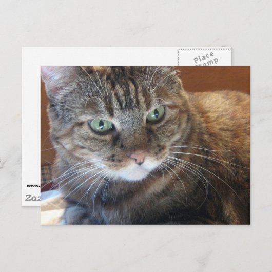 Kat Briefkaart (Voorkant / Achterkant)