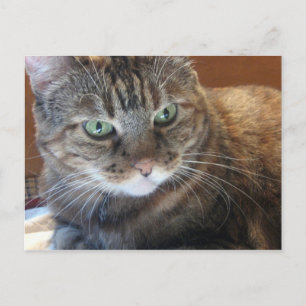 Kat Briefkaart