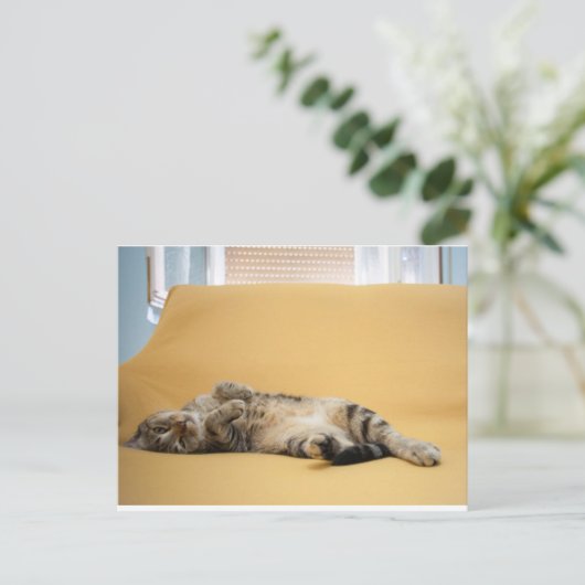 Kat briefkaart (Staand voorkant)