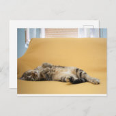Kat briefkaart (Voorkant / Achterkant)