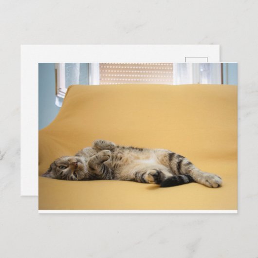 Kat briefkaart (Voorkant / Achterkant)