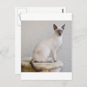  kat briefkaart (Voorkant / Achterkant)