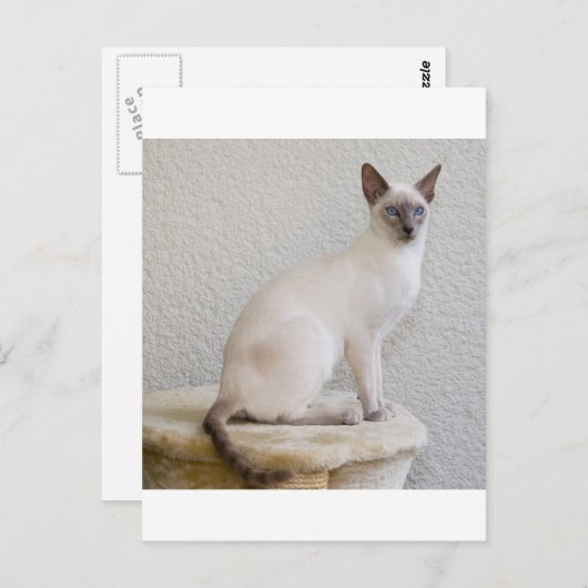  kat briefkaart (Voorkant / Achterkant)