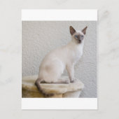  kat briefkaart (Voorkant)