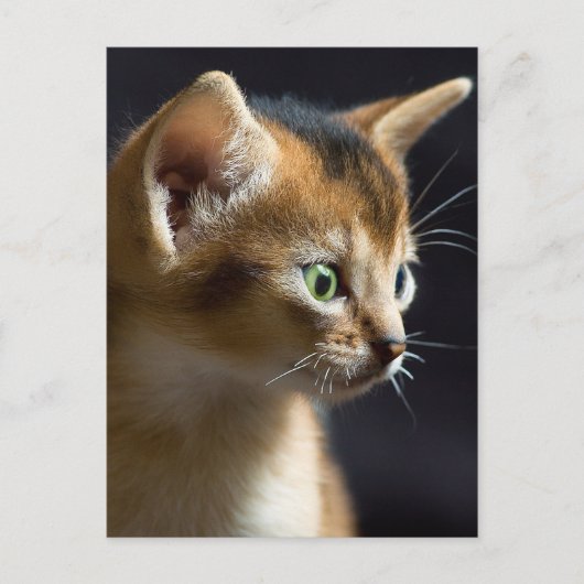 kat briefkaart (Voorkant)