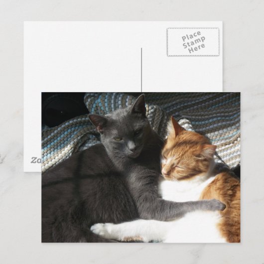 Kat Briefkaart (Voorkant / Achterkant)