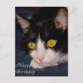 Kat Briefkaart (Voorkant)