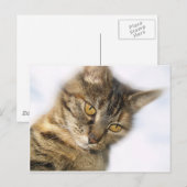 Kat Briefkaart (Voorkant / Achterkant)