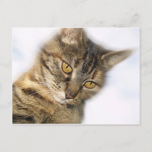 Kat Briefkaart (Voorkant)