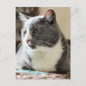 Kat Briefkaart (Voorkant)