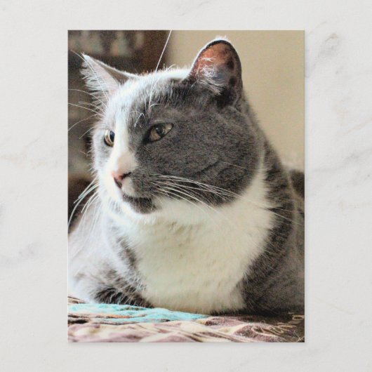 Kat Briefkaart (Voorkant)