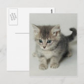 KAT BRIEFKAART (Voorkant / Achterkant)