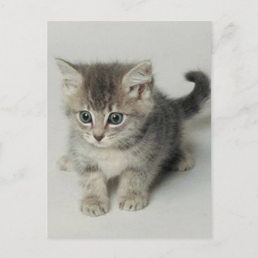 KAT BRIEFKAART (Voorkant)