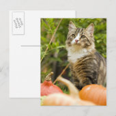 Kat Briefkaart (Voorkant / Achterkant)