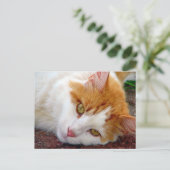  Kat Briefkaart (Staand voorkant)