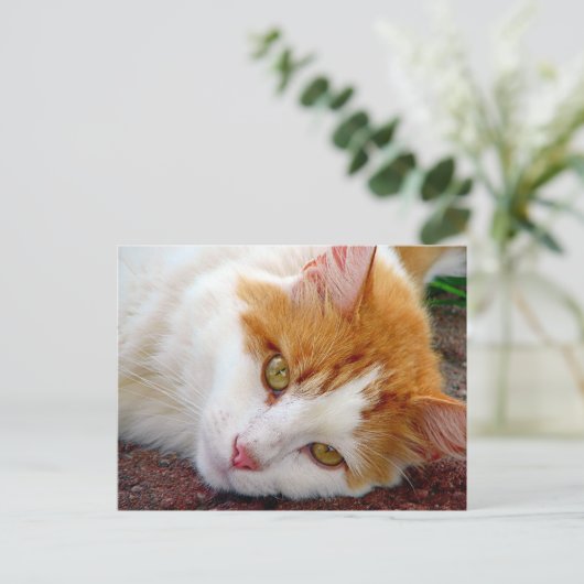  Kat Briefkaart (Staand voorkant)