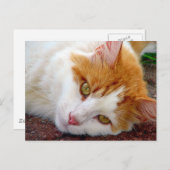  Kat Briefkaart (Voorkant / Achterkant)