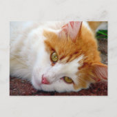  Kat Briefkaart (Voorkant)