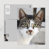 Kat Briefkaart (Voorkant / Achterkant)