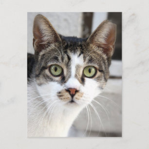 Kat Briefkaart