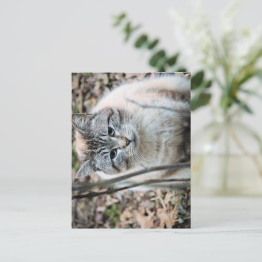 Kat Briefkaart (Staand voorkant)