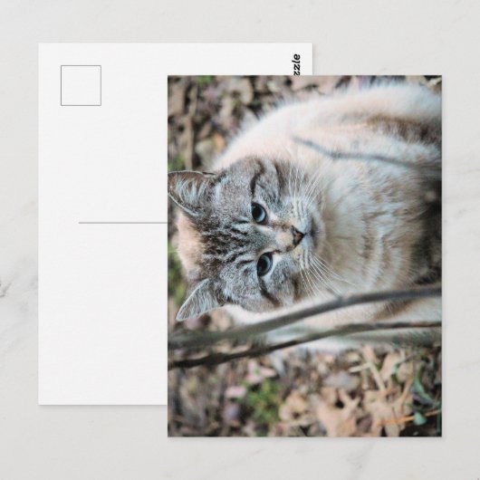 Kat Briefkaart (Voorkant / Achterkant)