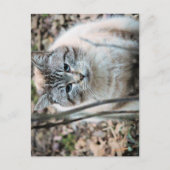 Kat Briefkaart (Voorkant)