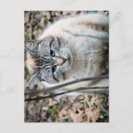 Kat Briefkaart