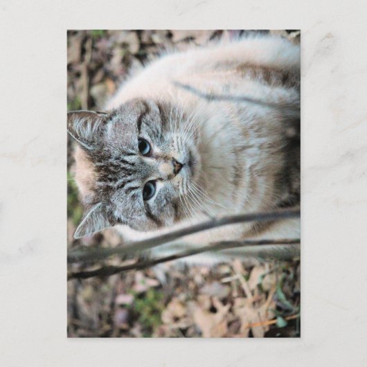 Kat Briefkaart (Voorkant)