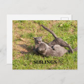 Kat Briefkaart (Voorkant / Achterkant)