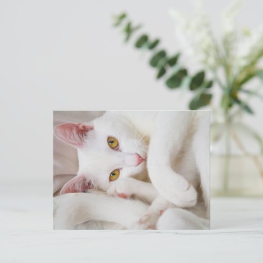 kat briefkaart (Staand voorkant)