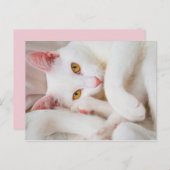 kat briefkaart (Voorkant / Achterkant)