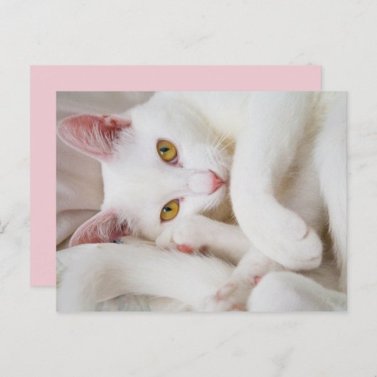 kat briefkaart (Voorkant / Achterkant)