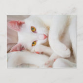 kat briefkaart (Voorkant)